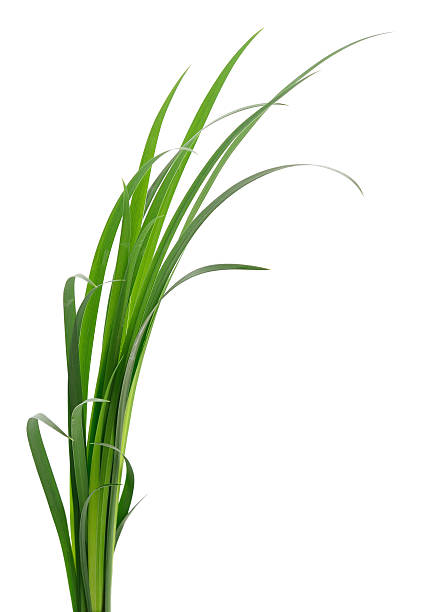 istock Green grass sprouts isolated on white background 2235330678