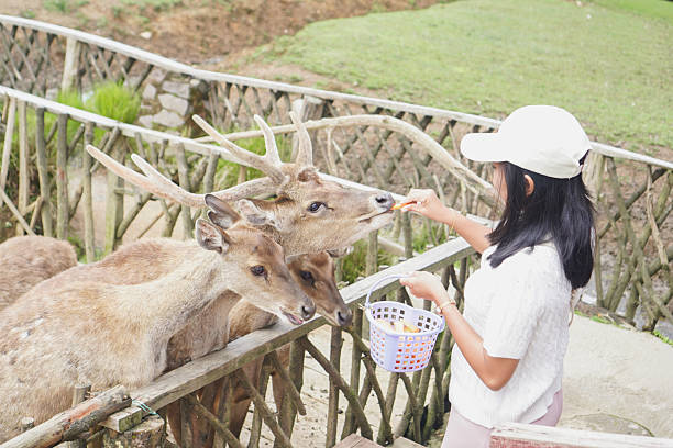 istock Female tourist enjoying activity with deer in farm 2235331173