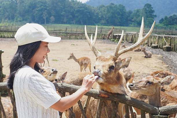istock Woman feeding deer in outdoor enclosure 2235331189