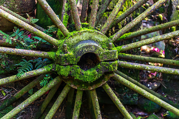 An old wagon wheel overtaken by moss and ferns