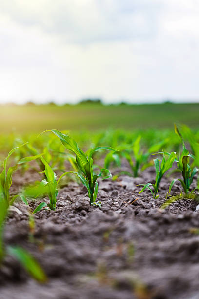 istock Close up sprouts of young corn in a field against a blue sky. A spring field with sprouted corn. 2235338308