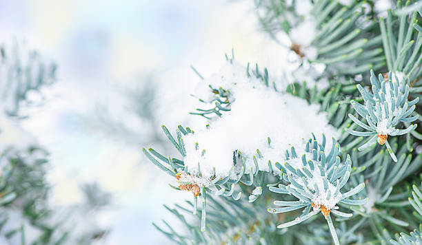 istock pine branch in the snow, winter picture free space 2235339080