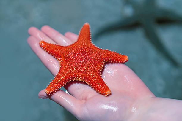 istock Red common sunstar Crossaster papposus in human hand in Norway 2235340506