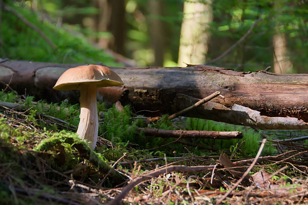 Porcino mushrooms (Boletus) found in a Norwegian forest