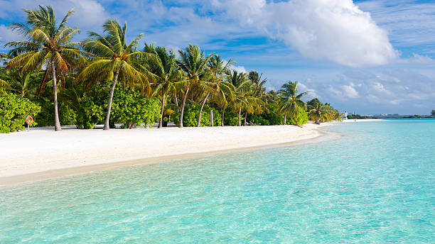 istock Tropical white sand beach with palms and sea 2235343375