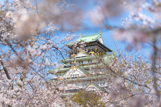 Iconic Osaka Castle Keep Tower, a famous historical landmark, viewed through a frame of beautiful blooming cherry blossoms in spring. Osaka, Japan.