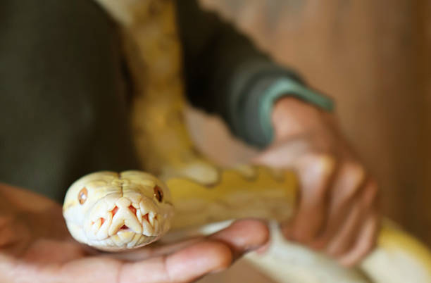 istock Closeup of the Face of a Yellow Albino Ball Python (Python Regius) on Human's hands 2235348940
