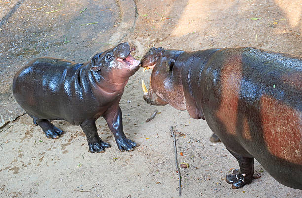 Naughty Pygmy Hippo calf interacting with her mother