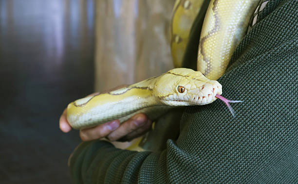 istock Closeup of a Pale Yellow Albino Ball Python (Python Regius) with Human 2235348990