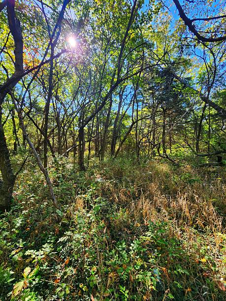istock The Sun in the Trees 2235350250