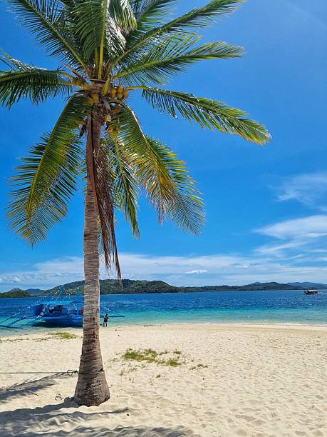 istock Wild island beach with palms and cristal clear water 2235351696