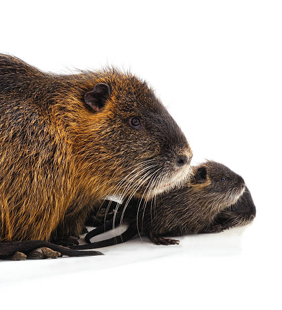 istock Coypu mother with baby on white background. 2235351979