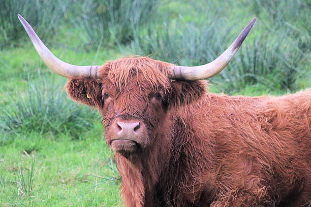 istock A view of a Highland Cow 2235353981