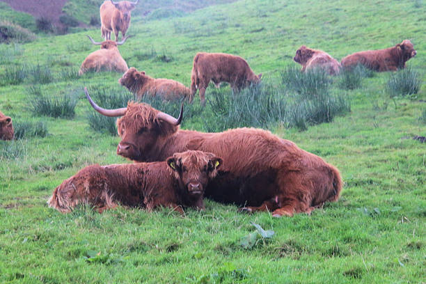 Portrait of a Scottish Highland cattle. The Scottish Highlanders are used in the nature conservation of the Veluwe to ensure that heather areas do not grow densely. The Highlander grazes undisturbed during a rain shower.