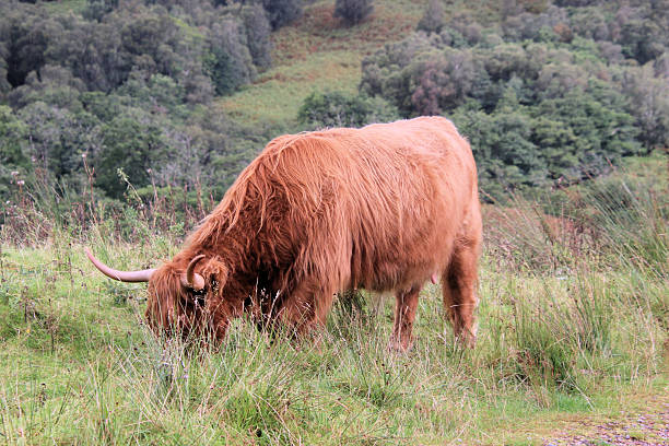 A view of a Highland Cow in the Scottish Highlands near Ben Nevis