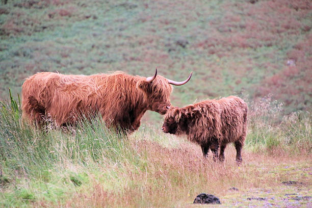 istock A view of a Highland Cow 2235354091