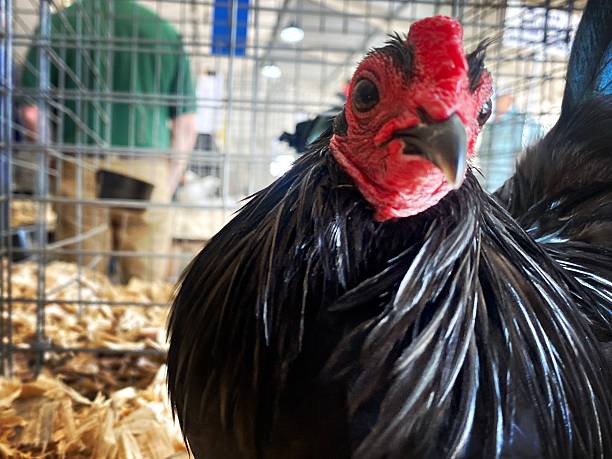 Beautiful Rooster in a Cage at a Fair