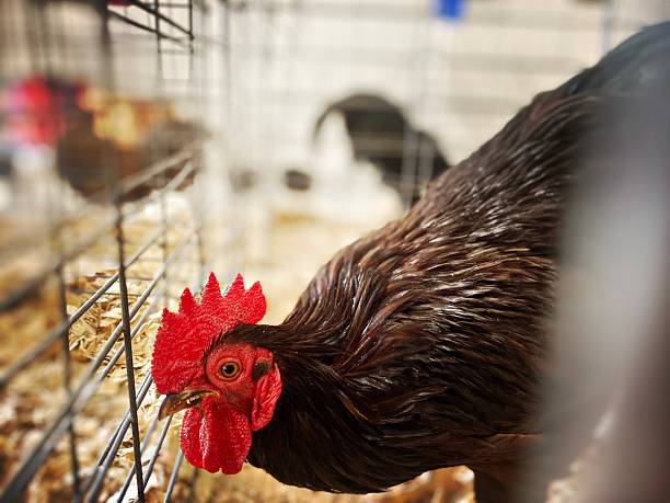 Beautiful Rooster in a Cage at the Fair