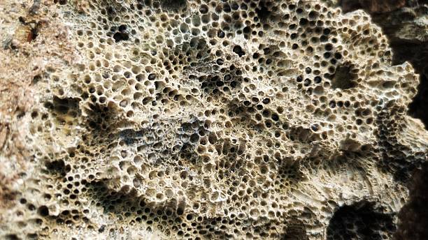istock background of a coral reef 2235354351