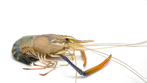 istock Fresh river prawns isolated on white background. Big freshwater prawns. River prawns for cooking. 2235354358