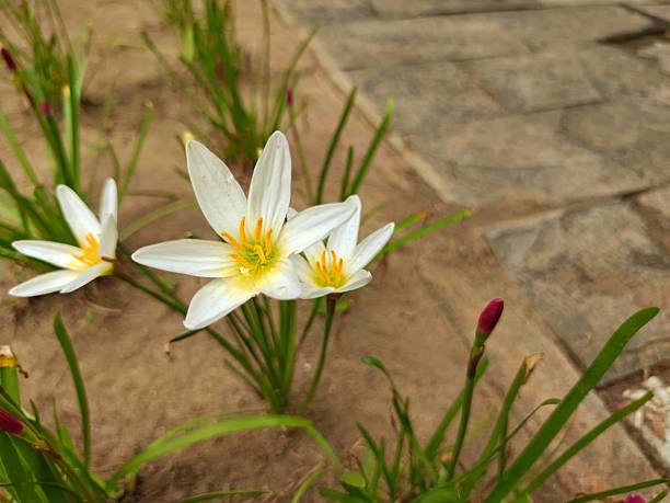 istock Elegant white lily petals 2235354450