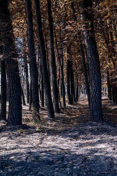 istock The sad and desolate interior of a burnt pine forest after a wildfire The Aftermath of Destruction 2235354671