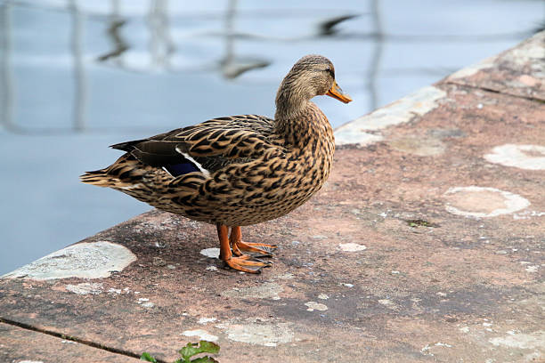 A close up of a Duck in the water