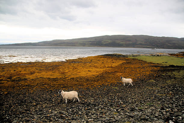 istock A close up of a sheep 2235355856