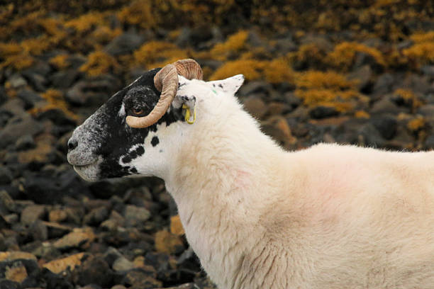 Sheep on road