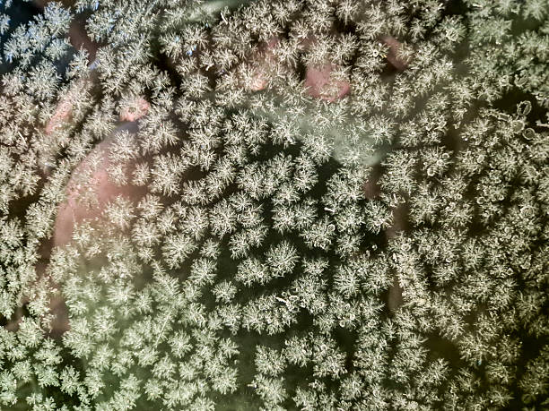 Close-up view of delicate frost patterns on a glass surface, creating a beautiful natural design. This outdoor winter scene captures the essence of cold weather and nature's artistry.
