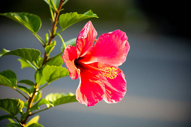 istock Pink Hibiscus or Pink Chinese Rose 2235357247