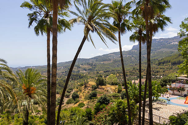 A breathtaking view showcasing palm trees against a backdrop of rolling hills under a bright blue sky. This serene outdoor setting is ideal for vacation brochures or nature-related projects.