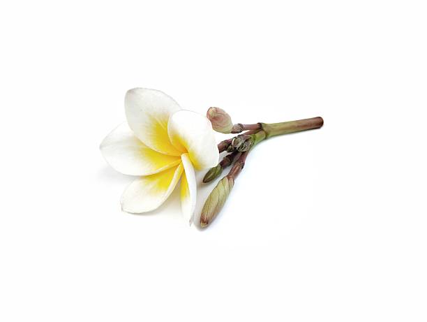 istock Beautiful frangipani flowers (plumeria alba) isolated on white background 2235358666