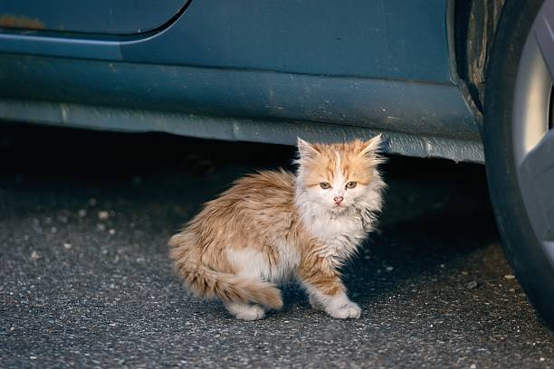 Shy homeless kitten hiding between cars and looking at camera.