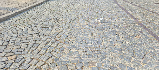 Cobblestone pavement creates a textured and historical atmosphere in an urban setting, with a lone pigeon adding life to the scene under soft daylight.