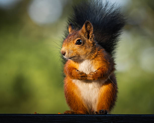 A delightful close-up of an adorable red squirrel sitting on a wooden railing. This photo captures the squirrel in a charming, pensive pose with its front paws folded together. The beautiful, out-of-focus green background creates a lovely bokeh effect, drawing the eye to the perfectly sharp details of its fur, whiskers, and bright eyes. A serene and peaceful moment in nature.