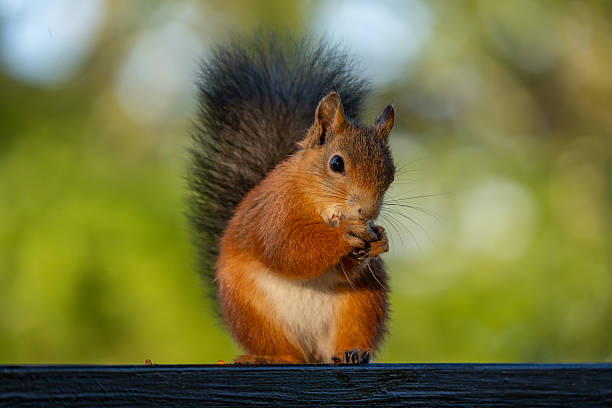 istock Wild red squirrel eating a nut with a beautiful green bokeh 2235359749