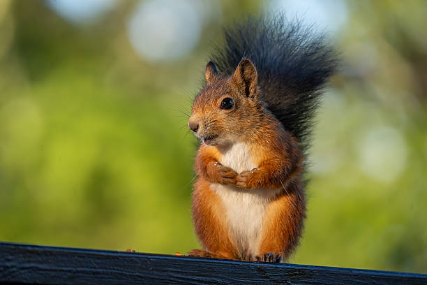 istock Red squirrel in a contemplative pose, on a wooden railing 2235359751