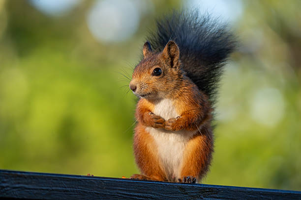 istock Sweet red squirrel sitting with paws folded on a railing 2235359752