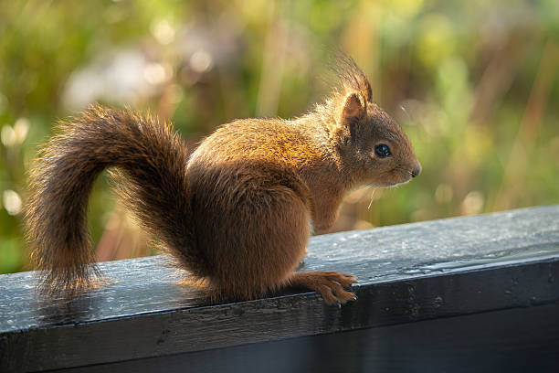 istock Wet red squirrel sitting in side profile, backlit bokeh 2235359808