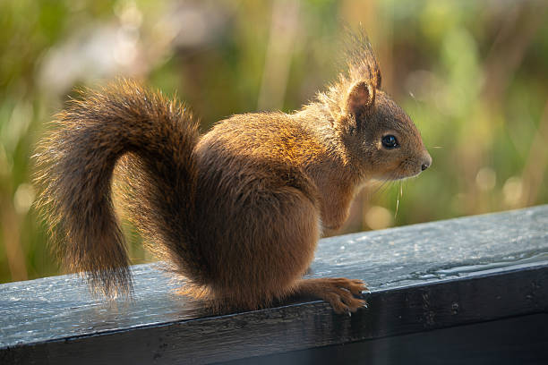 istock Red squirrel with backlit fur sitting in side profile 2235359853
