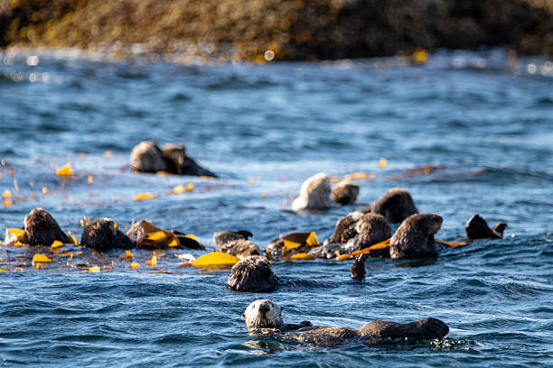 istock Sea Otters Resting in Kelp Beds 2235362786