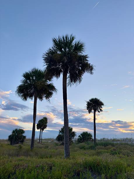 istock Sunrise at Hunting Island 2235362889