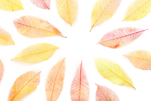 Autumn leaves frame on a white background. Painted skeleton leaves with copy space. Fall banner