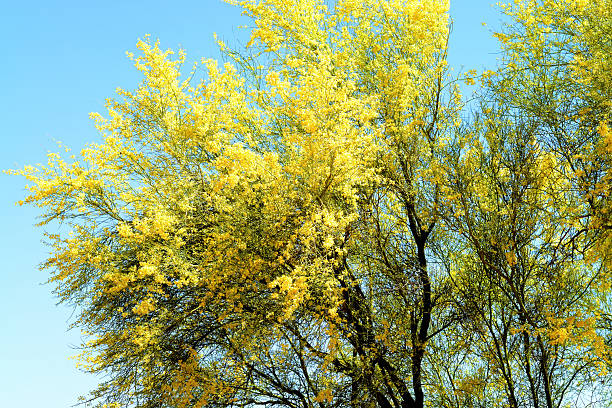 Palo Verde tree Sonora desert spring and in yellow blossom