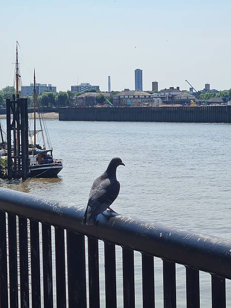 istock Birds in London 2235363989