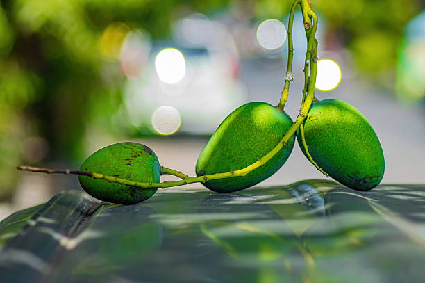 Three unripe green mangoes or Mangifera indica on a branch resting on reflective surface with bokeh background symbolizing freshness, nature, and tropical harvest