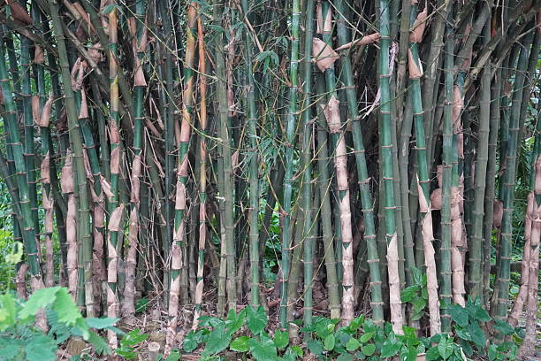 istock dense stand of bamboo trees 2235367910