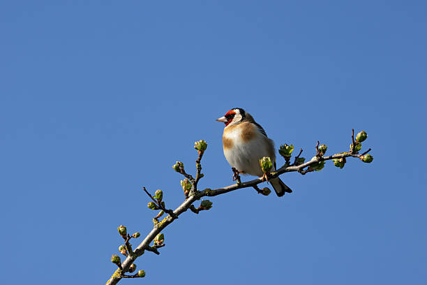 istock European Goldfinch (Carduelis carduelis) in Dublin (Ireland) 2235369944