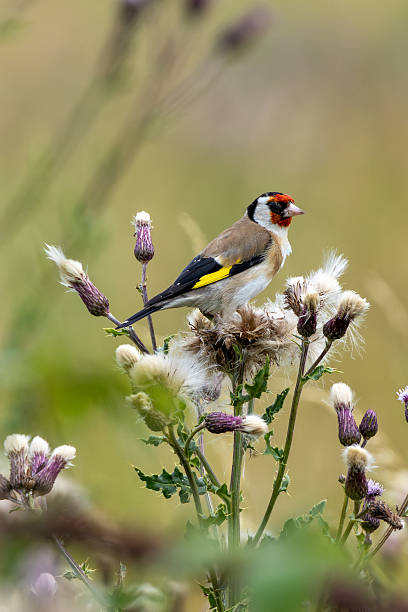 istock European Goldfinch (Carduelis carduelis) in Dublin (Ireland) 2235369954